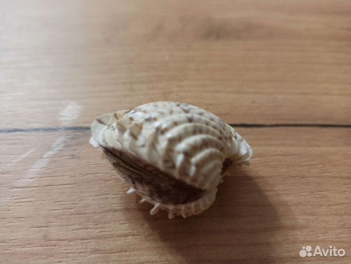 Морская раковина
