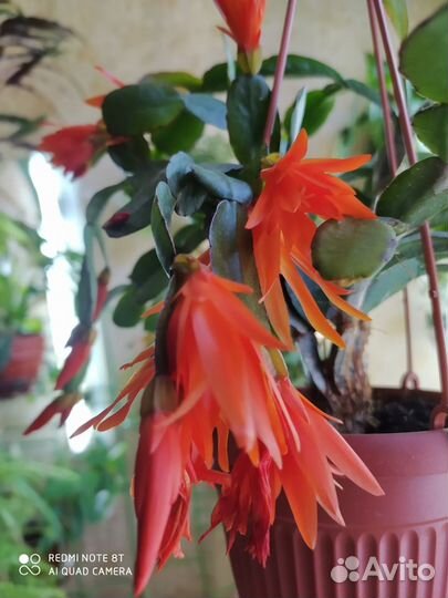 Рипсалидопсис оранжевый и розовый