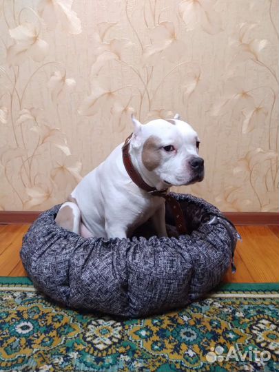 Лежанки больших размеров