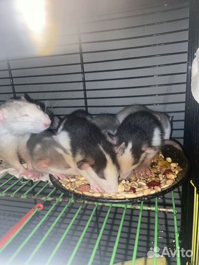 Крыса домашняя