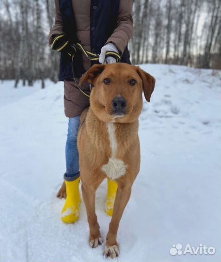 Собака тоскует в холодной клетке