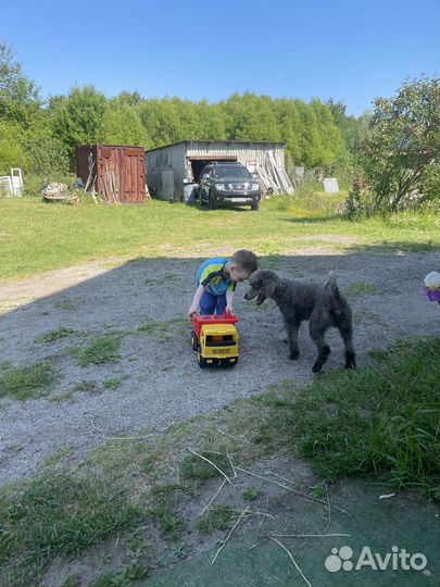 Передержка животных