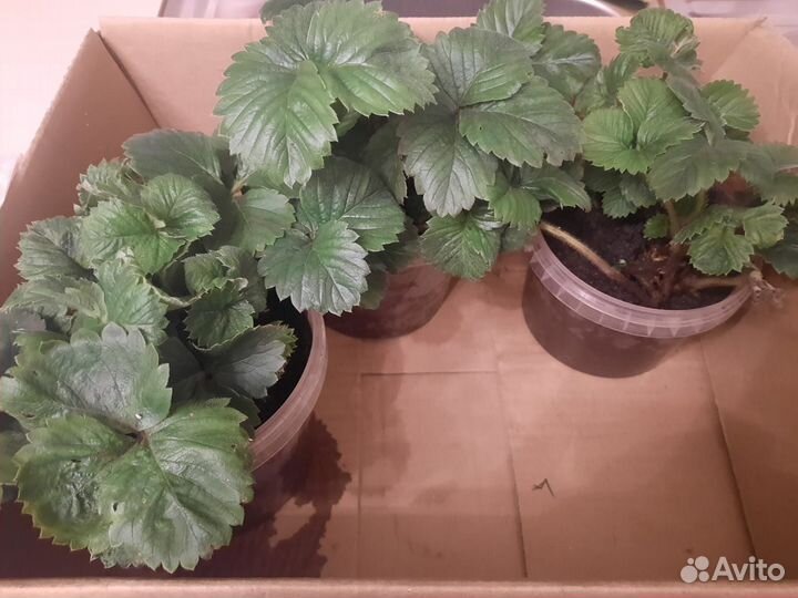 Клубника саженцы