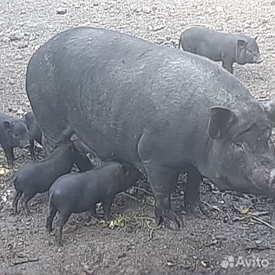 Ветнамские поросята