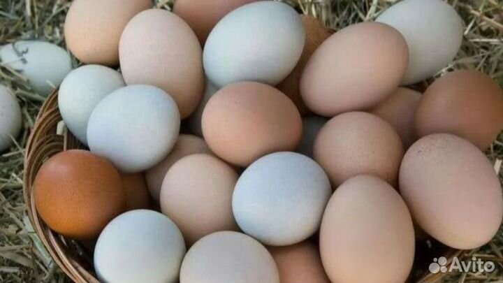 Продаются домашние куриные яйца