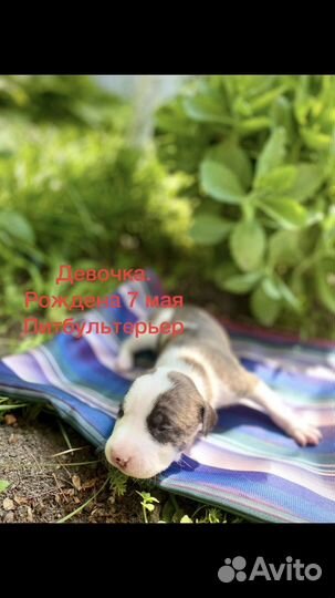 Щенки питбуля