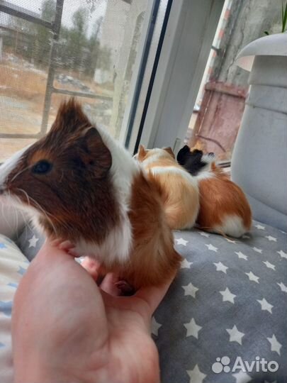 Морская свинка малыш