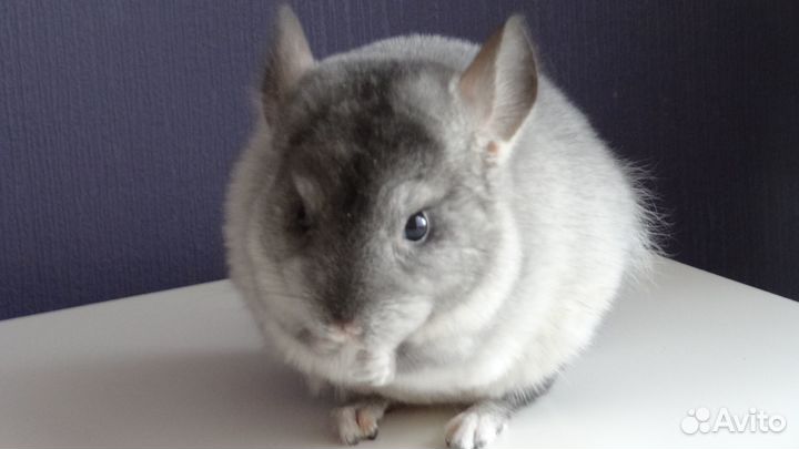Шиншиллы стандарт мальчики и девочки