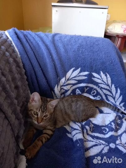 Ласковый котенок