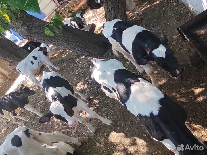 Бычки на откорм