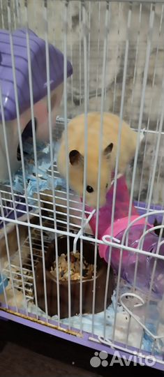 Серийские хомяки с клеткой