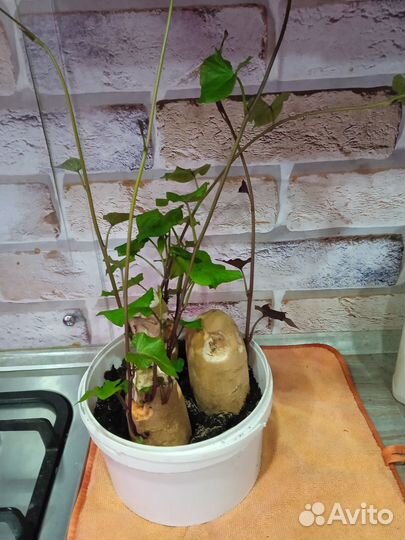 Растение Батат