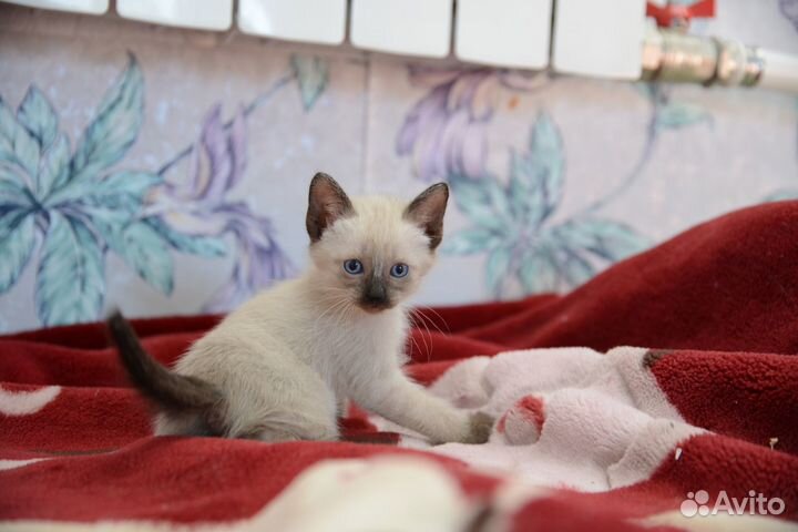Тайские котята