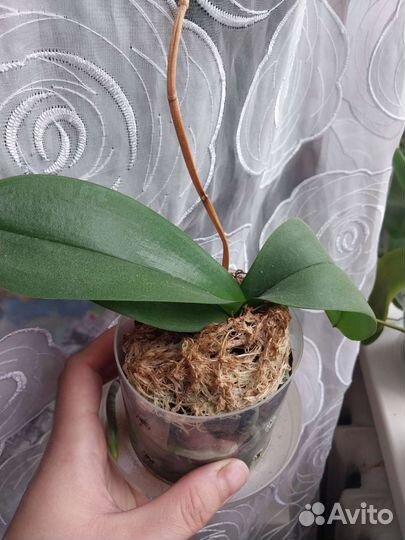 Орхидея фаленопсис