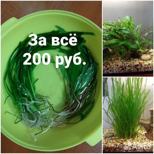 Водоросли для аквариума