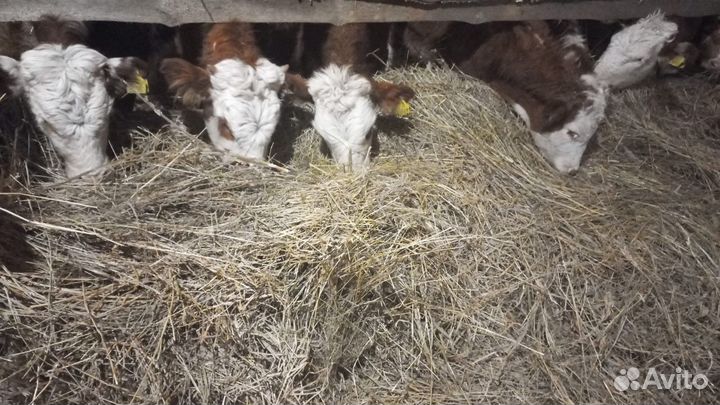 Бычки, телки