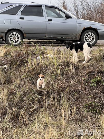 Собака в добрые руки щенок (девочка) даром
