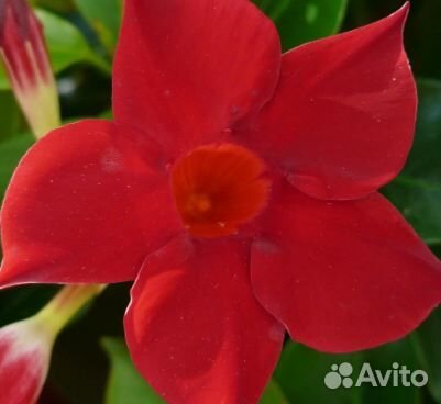 Дипладении,алламанда