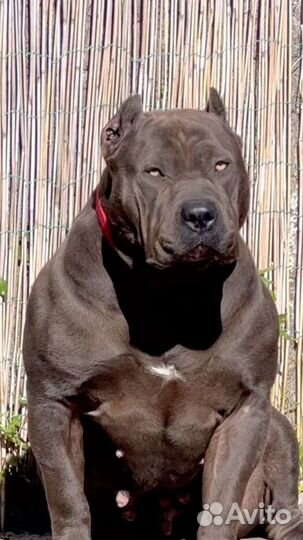 Американский булли xl классик щенки