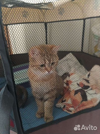 Котёнок и кошка в добрые руки