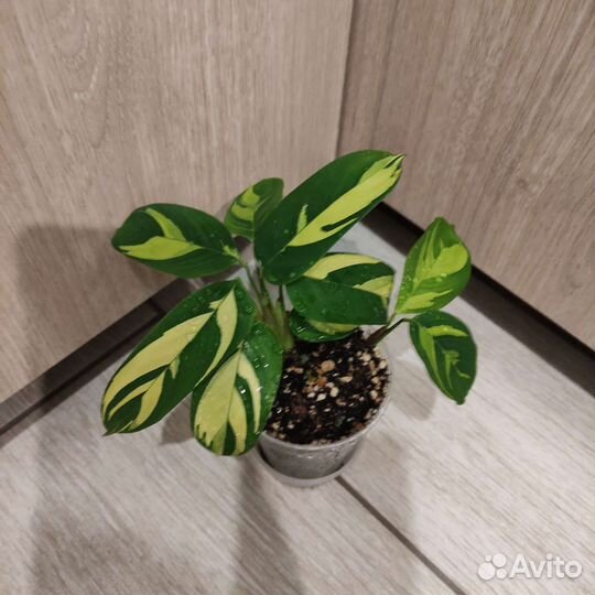 Ктенанта лубберса