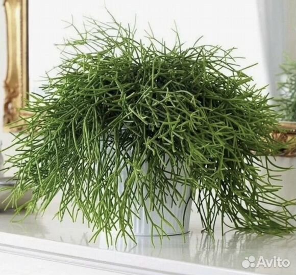 Рипсалис Кассута