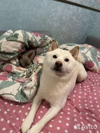 Вязка кобеля Сиба -ину