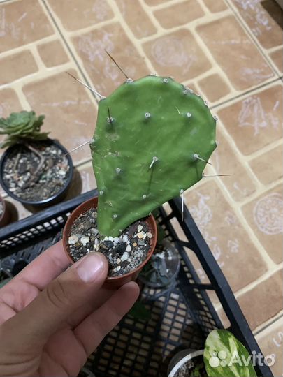 Суккуленты2 50р