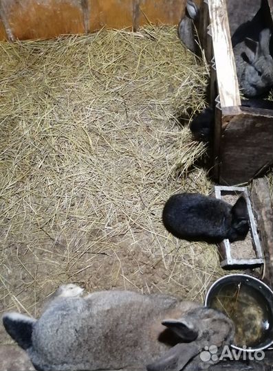 Кролики бельгийский великан (Фландр)