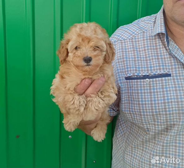 Пудель тоечка