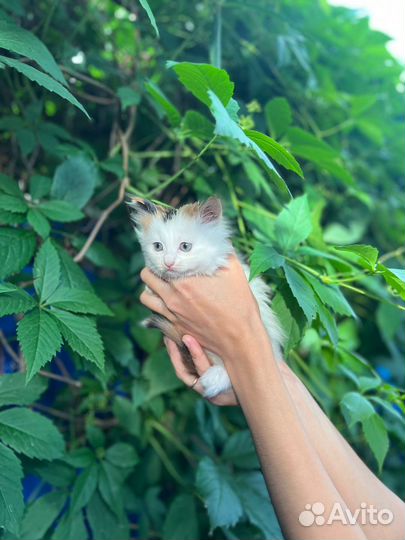 Отдам котёнка