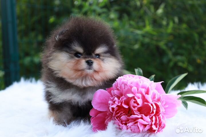 Померанский шпиц медвежьего типа девочка