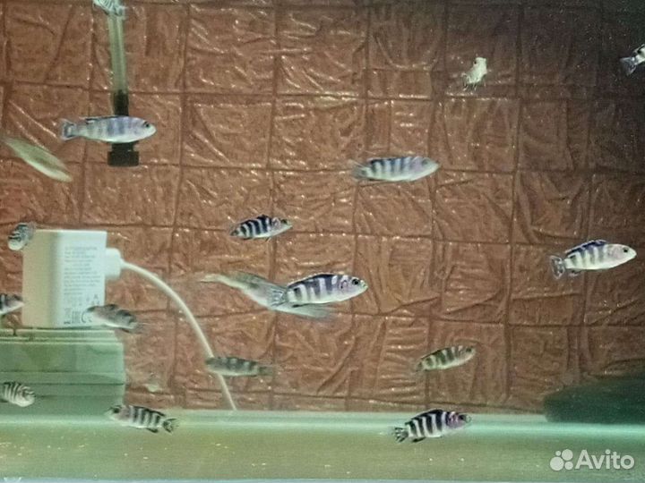 Псевдотрофеус демасони