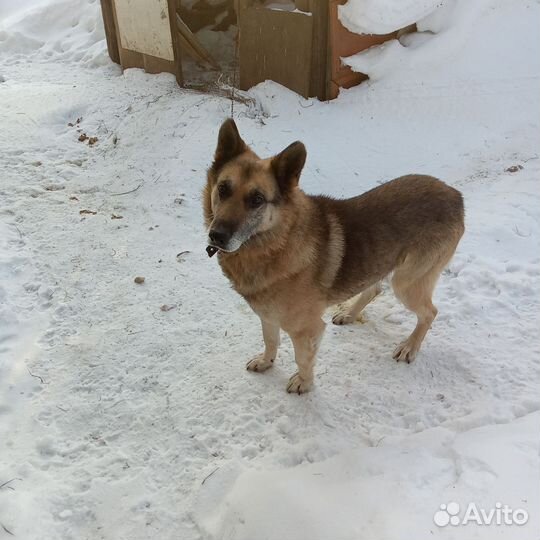 Собака в добрые руки