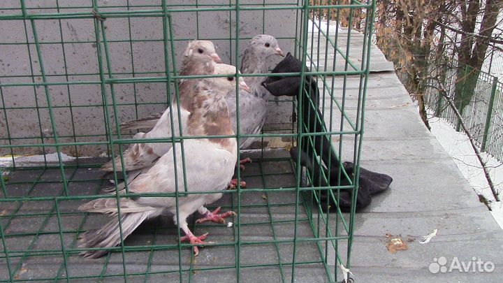 Голуби бакинские бойные (старопородные)