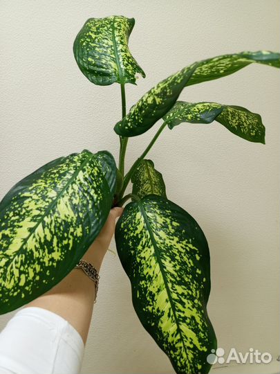 Диффенбахия крупный отросток с корнями