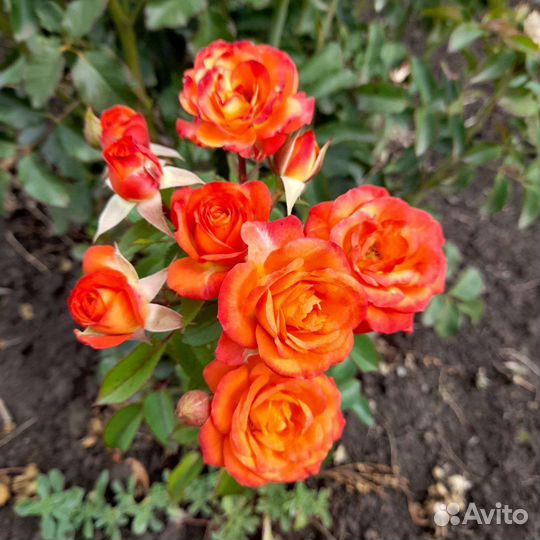 Саженцы роз оптом
