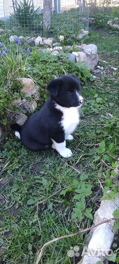 Щенки русско европейской лайки