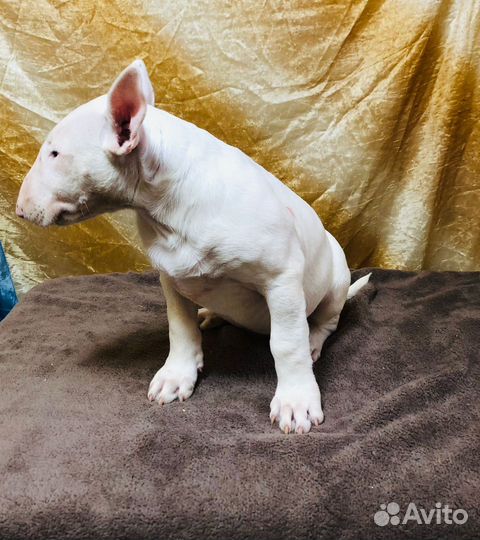 Щенки стандартного бультерьера