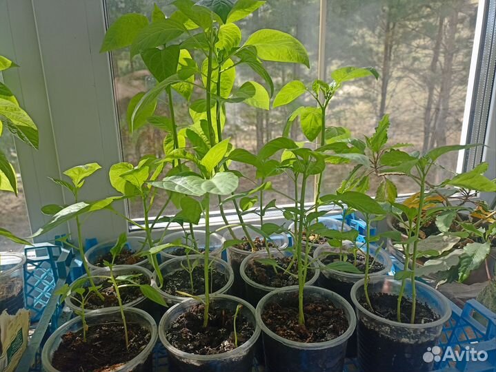 Рассада овощей