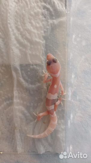 Геккон эублефар