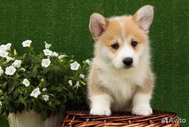 Вельш-корги пемброк щенки