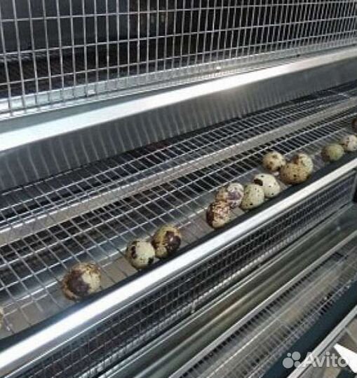 Клетки для перепелов, кур, перепела