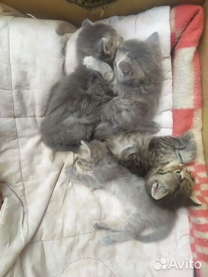Котята в добрые руки