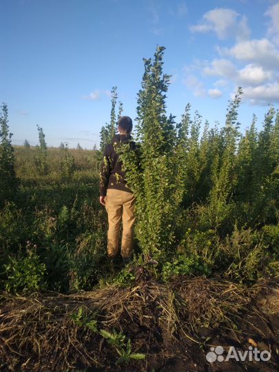 Тополь пиромидальный