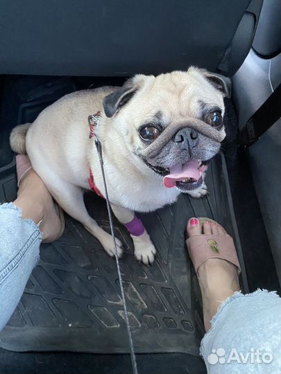 Мопс в добрые руки