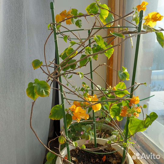 Бугенвиллия взрослые растения