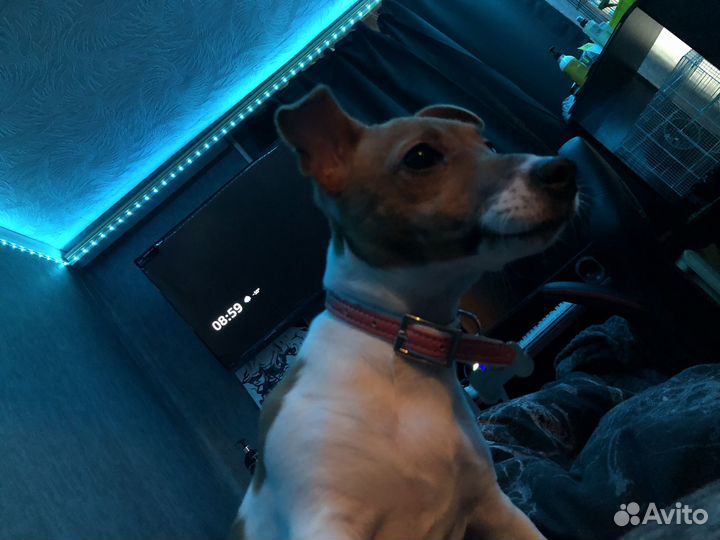 Джек рассел терьер девочка