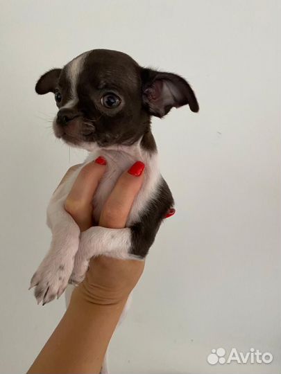 Щенки чихуахуа девочки