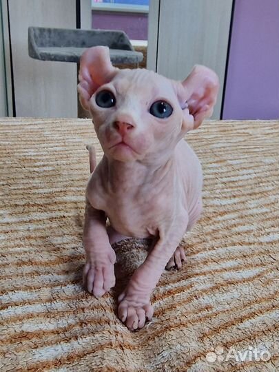 Канадский сфинкс Эльф